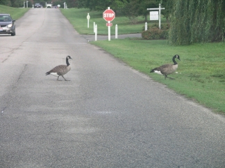 Traffic stopped for the Canadian Geese who ruled the whole plantation.
